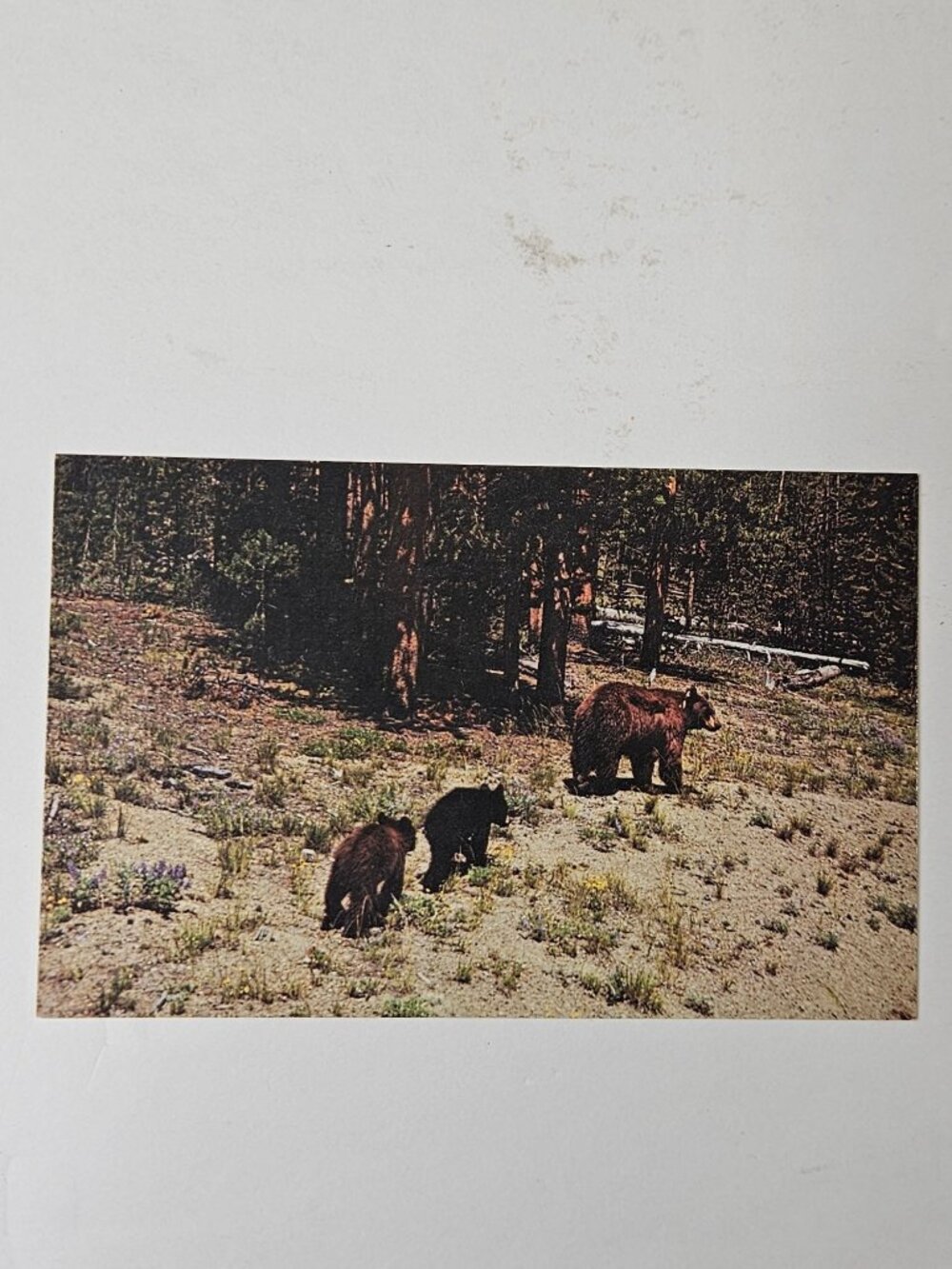 Mother Bear & Cubs Grand Tetons Wyoming Postcard